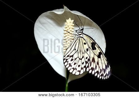 Idea leuconoe commonly known as the large tree nymph butterflies on a white peace lily flower
