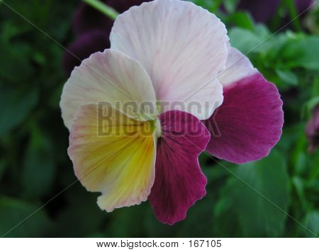 Starožitný odstíny Pansy 15