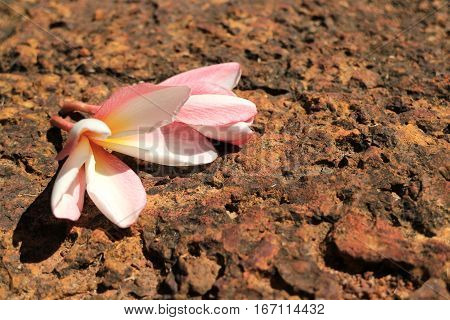 Fresh Flower Shriveling on Hot Volcanic Stone