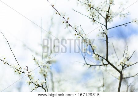 Cherry Blossoms And Copy Space