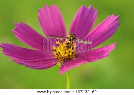 A bee collects nectar, turning its back on a bright pink flower cosmos, green background