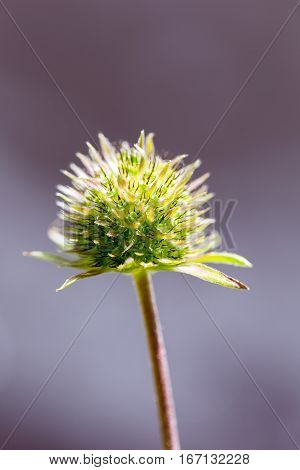 Flower Knautia arvensis . Finland . North