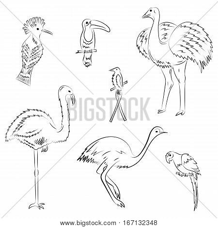 Hand Drawn Exotic Tropical Birds. Doodle Drawings of Parrot Ostrich Emu Hummingbird Hoopoe and Toucan. Sketch Style. Vector Illustration.