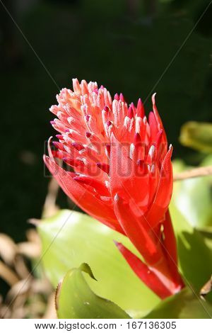 Flaming-Torch flower in the Daintree rainforest in Australia.