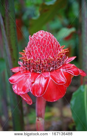 Red Torch Ginger bloom found in the Daintree rainforest, Australia.