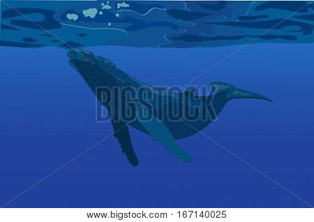 Blue Whale Illustration
