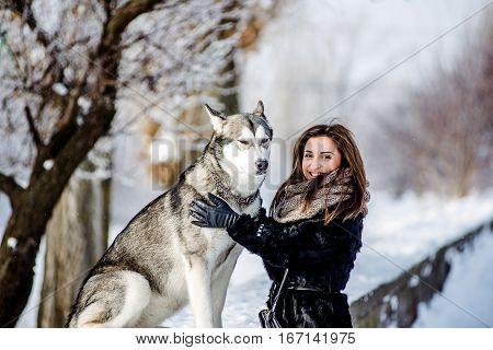 girl with malamute. Young girl playing with a dog in the snow in the winter