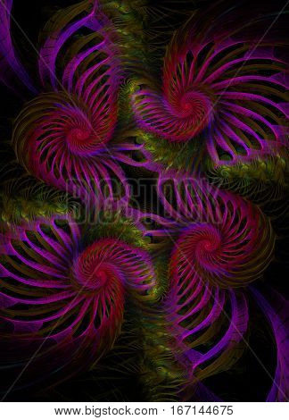 a swirling pink nautilus fractal on a black