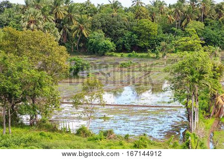 Close-up photograph of paddy fields with crops of rice in Sri Lanka