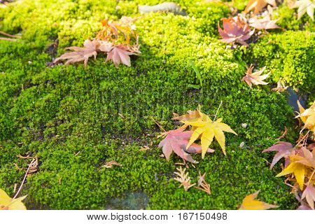 Fallen dry maple leaves on moss ground nautral autumn season background