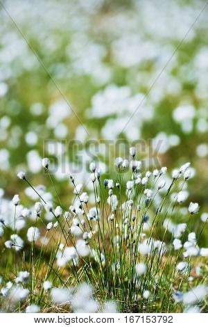 white flowers of cotton grass in a north European marsh