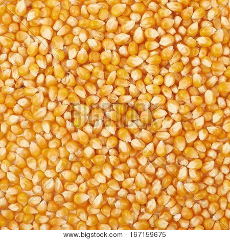 Surface coated with multiple corn kernels as a background composition