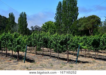 San Luis Obispo USA - july 15 2016 : the Claiborne and Churchhill winery