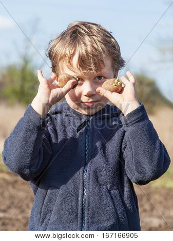 The boy shows sprouted of potatoes tubers before planting into the soil