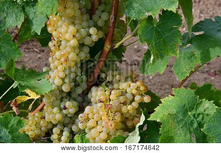 Loix France - september 26 2016 : vineyard in autumn