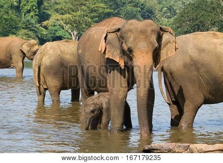 Herd of Asian elephants bathing in river