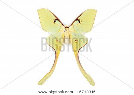 Marrone e giallo farfalla Actias Maenas Isolated On White Background