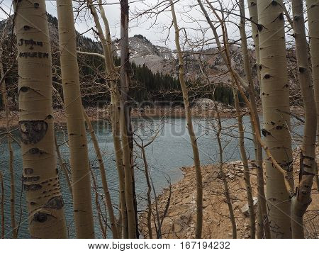 View to the lake inside the trees.