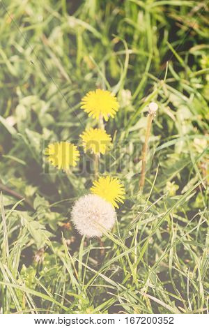 Yellow Dandelion
