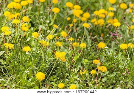 Yellow Dandelion