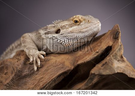Root Bearded Dragon, Agama Lizard