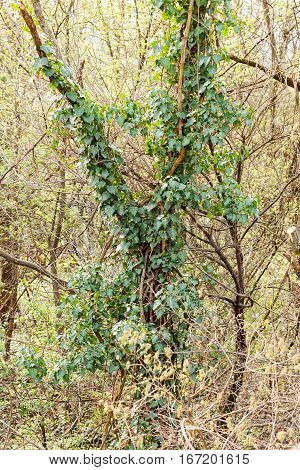 Wild Tree-creeper