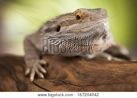 Pet, lizard Bearded Dragon on black background