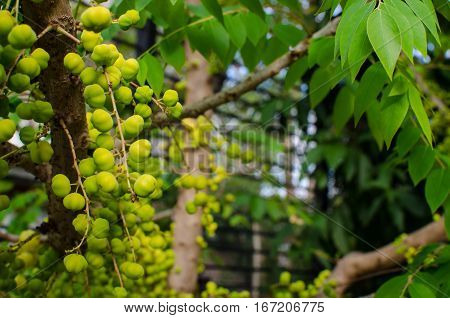 Green yellow fruits of Star Gooseberry Phyllanthus acidus (L.) Skeelson the branches of many of its leaves