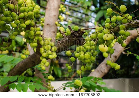 Green yellow fruits of Star Gooseberry Phyllanthus acidus (L.) Skeelson the branches of many of its leaves