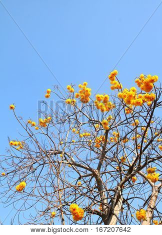 Cochlospermum regium Yellow cotton tree on nature blue sky background.