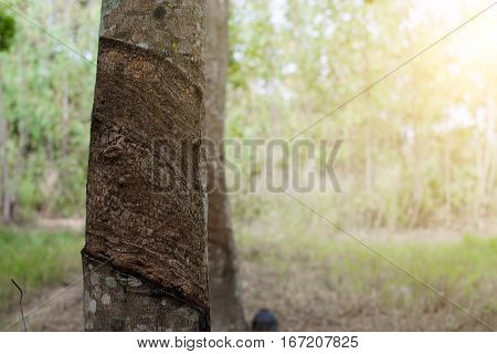 Surface And Texture By Tapping Latex From Rubber Tree