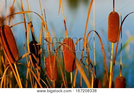 Cattails on the background of the pond
