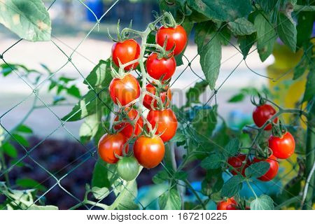 Tomatoes in the garden,Vegetable garden with plants of red tomatoes. Ripe tomatoes on a vine, growing on a garden. Red tomatoes growing on a branch.