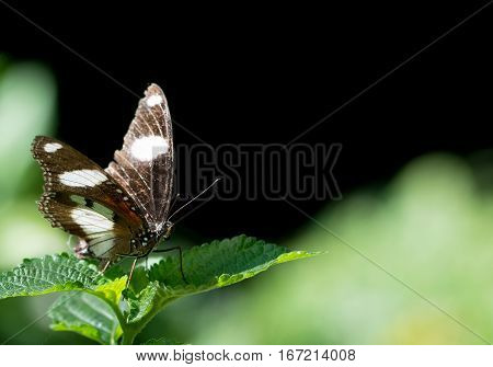 Beautiful male danaid eggfly butterfly with brown wings and white bands resting on green leaf