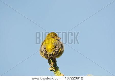 Male of European Greenfinch, Carduelis chloris, perched on a branch of Picea abies