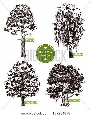 Four various deciduous sketch trees set with pine maple birch and oak isolated on white background doodle vector illustration