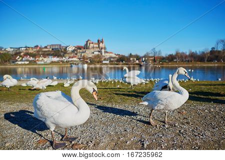 Wwans On The Rhine Bank With Breisach Castle In The Background