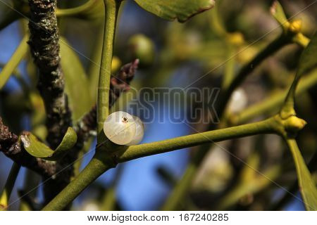 branch of mistletoe (viscum album) with a berry