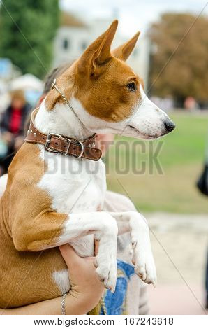 Basenji dog in the hands of the hostess