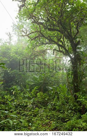 Lush foggy rainforest La Fortuna Costa Rica