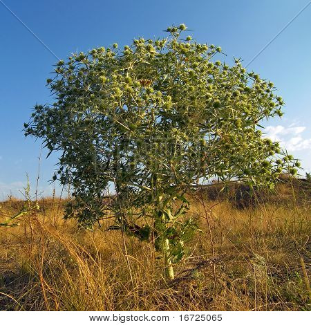 Bur