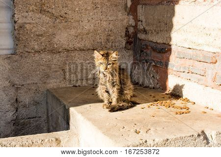 Another Portrait Of A Homeless Miserable Street Cat