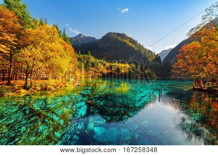 Fantastic View Of Submerged Tree Trunks In The Five Flower Lake