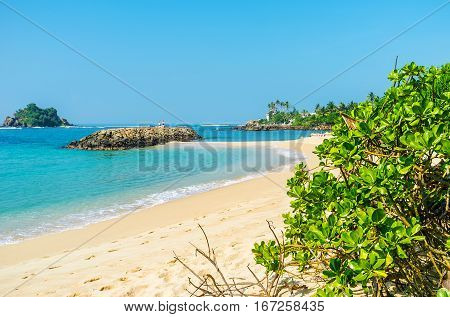 Greenery At The Beach