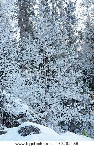 Majestic winter forest at the Karelia Republic