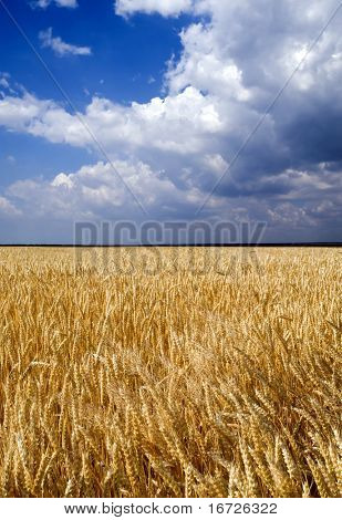 Campo di grano.