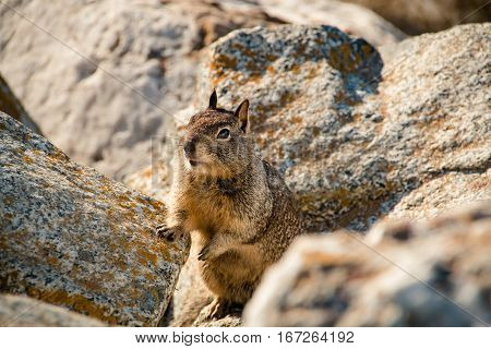Sweet Curious California Ground Squirrel, Animal In California