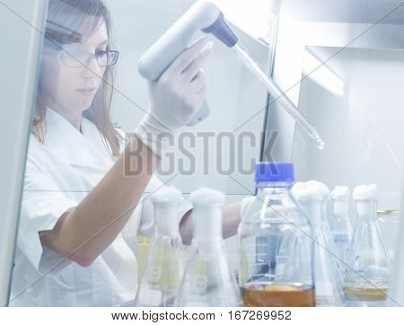 Focused PhD scientist pipetting LB medium into Erlenmeyer flask in laminar in scientific laboratory. Life science professional grafting genetically modified organisms in controled environment.