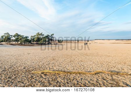 National Park in the Netherlands on a clear day in the winter season. In the foreground is a dead tree trunk and in the background people are hiking and walking.