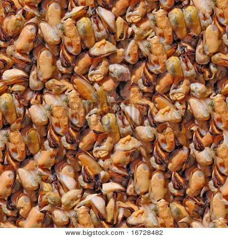 Sfondo di cozze closeup senza soluzione di continuità. (Vedere altri sfondi senza soluzione di continuità nel mio portafoglio).